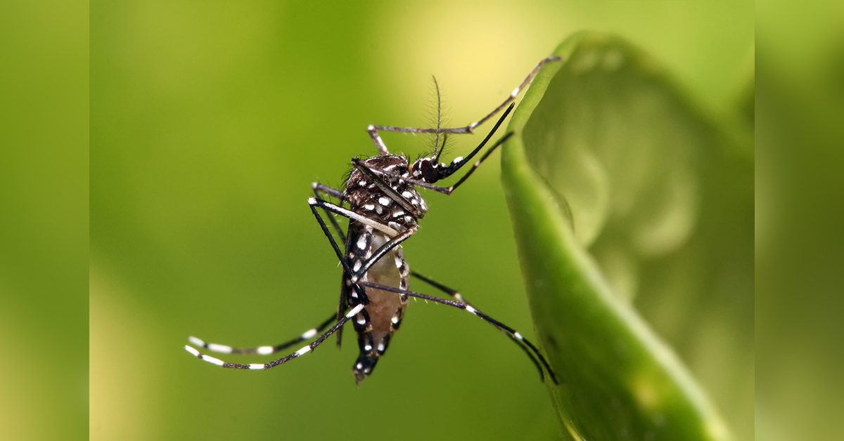 ডেঙ্গু জ্বর থেকে শিশুদের রক্ষায় করণীয়